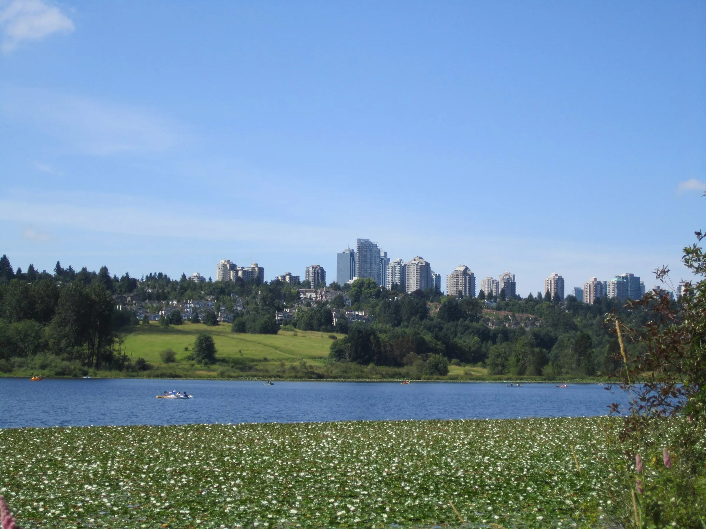 Deer Lake in Burnaby with water lilies in front and high rise towers on the skyline under a blue sky.