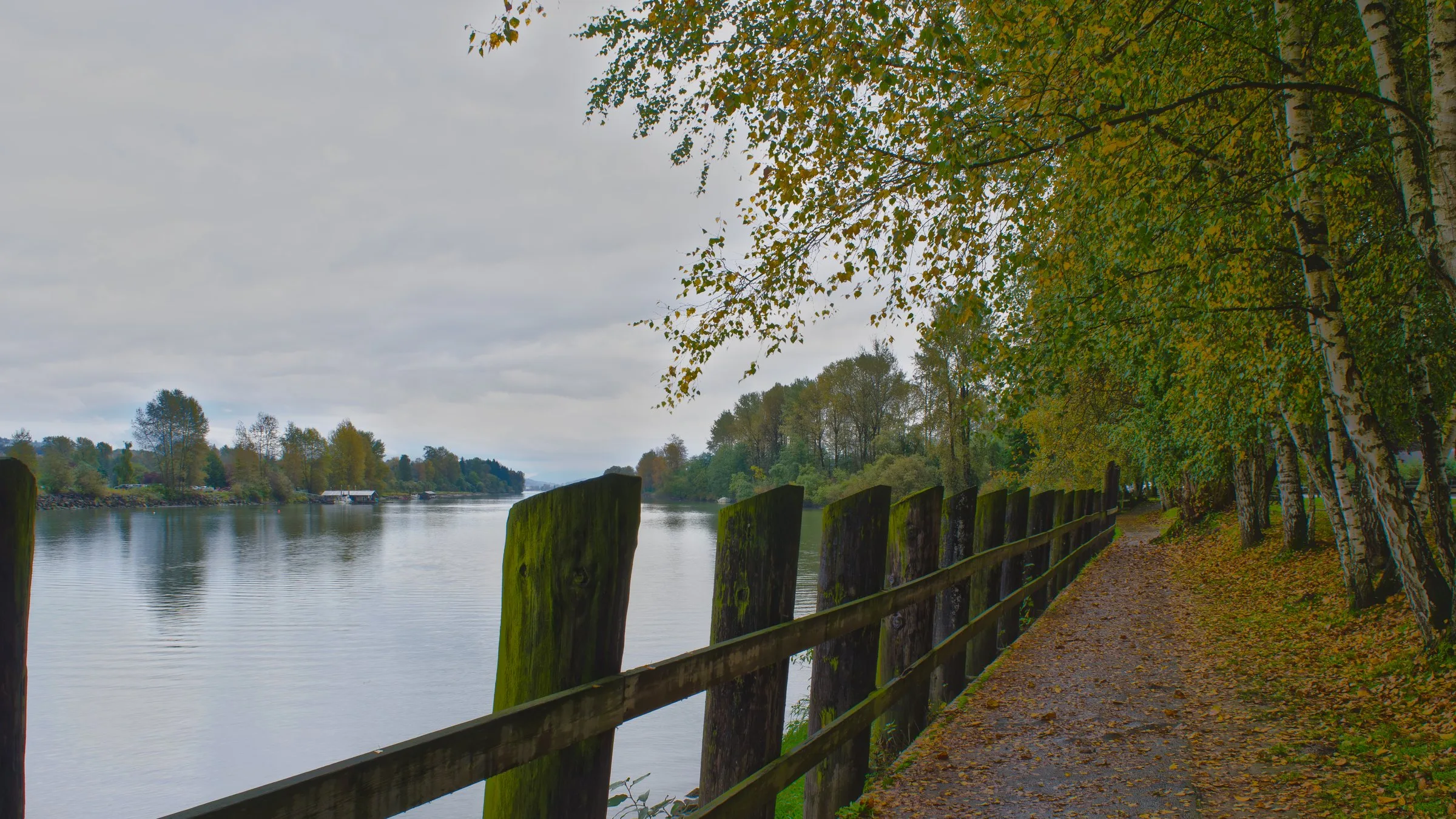 A leaf covered riverside path with a wooden fence and birch trees beside Bedford Channel in Fort Langley.