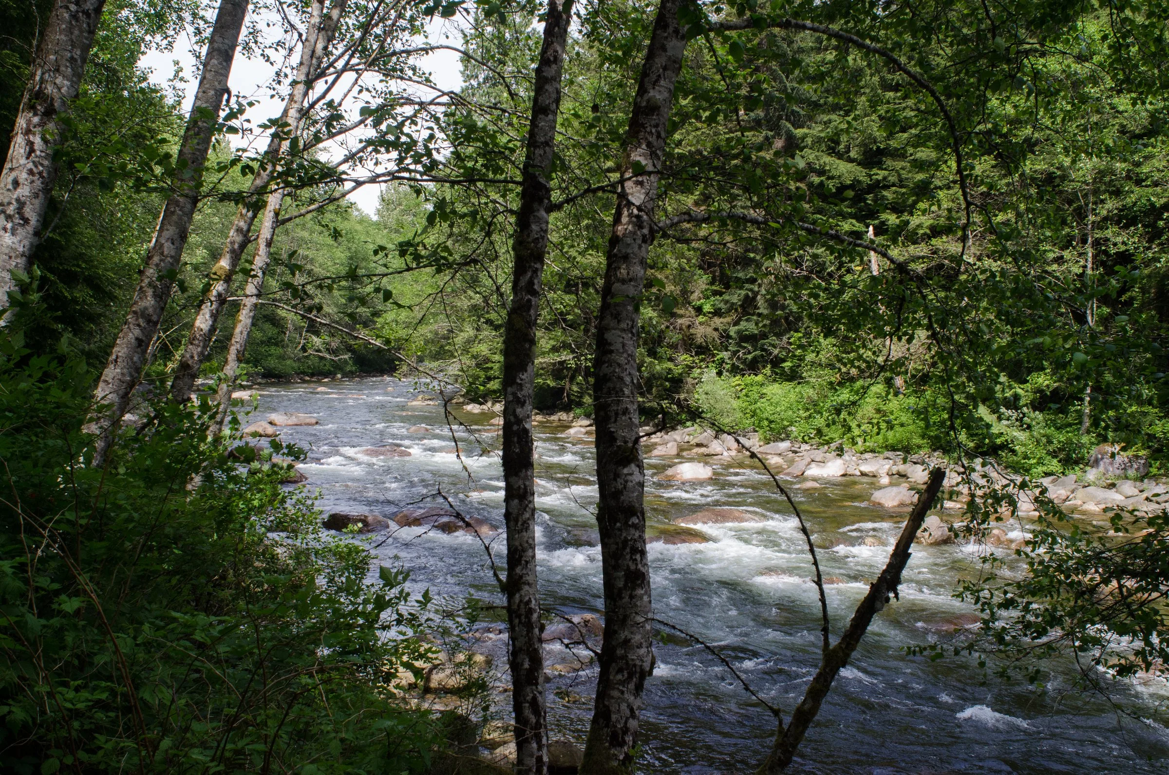 A clear river rushing over rocks through green forest, seen between tree trunks.